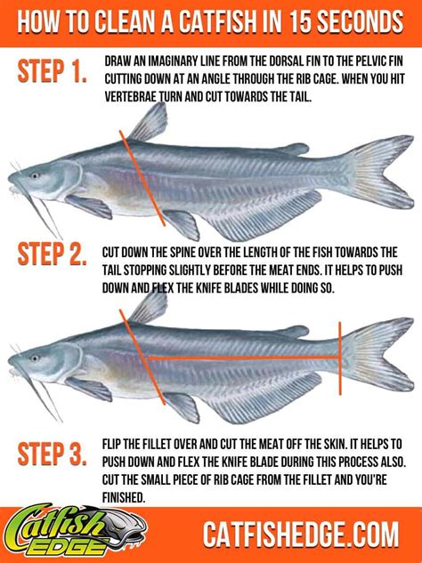 mud vein fish|Do Catfish Have Mud Veins .
